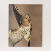 Puzzle Buse à queue rouge en vol (Vertical)