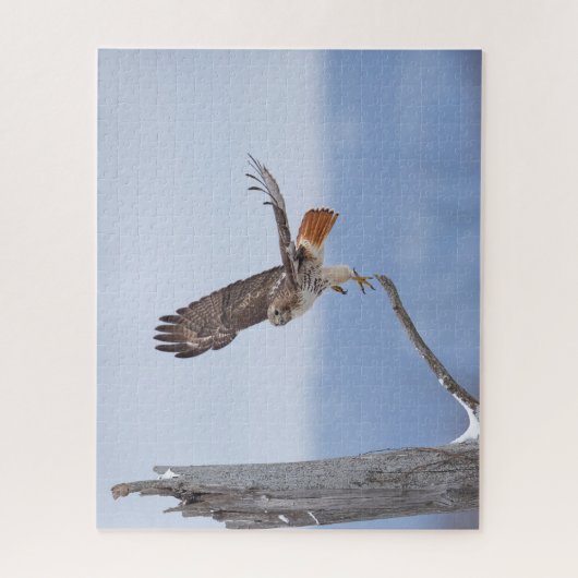 Puzzle Buse à queue rouge en vol (Vertical)