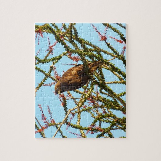 Puzzle Buse à queue rouge immature à Ocotillo Bush (Vertical)