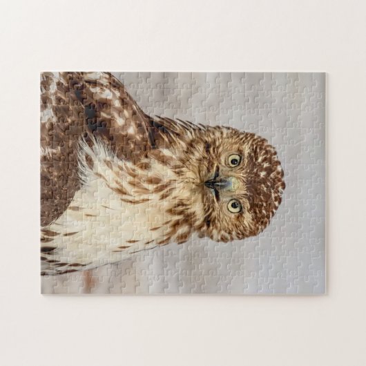 Puzzle Buse à queue rouge immature au sol (Horizontal)