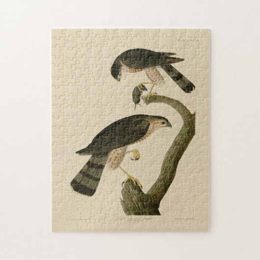 Puzzle Buse à tête blanche des oiseaux d'Amérique d'Audub (Vertical)