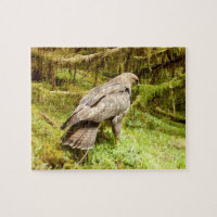 Buse cherchant des larves Faune forestière Nature