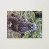 Puzzle Buse grincheuse excentrique avec regard attitude (Horizontal)