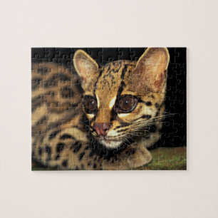 Puzzle CA, Panama central, Soberania NP, Margay 2