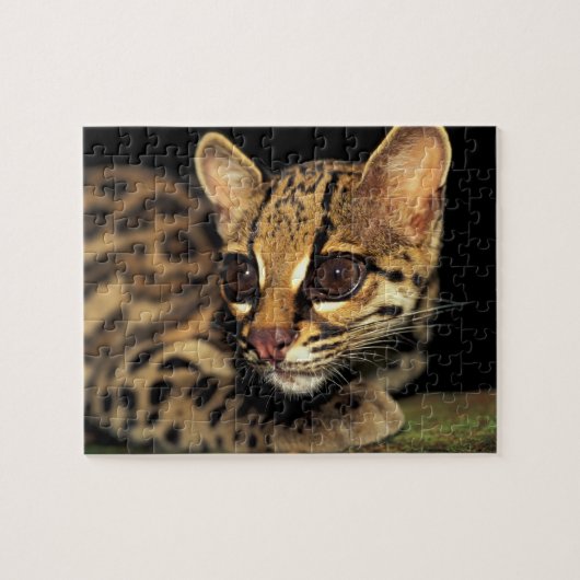 Puzzle CA, Panama central, Soberania NP, Margay 2 (Horizontal)
