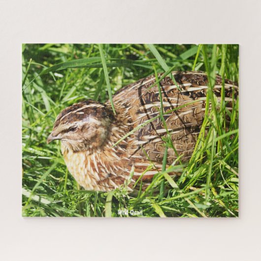 Puzzle Caille Sauvage (Horizontal)