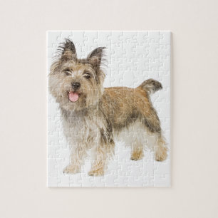 Puzzle Cairn Terrier