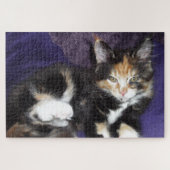 Puzzle Calico kitten sur photo couleur violet (Horizontal)