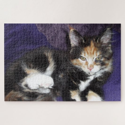 Puzzle Calico kitten sur photo couleur violet (Horizontal)
