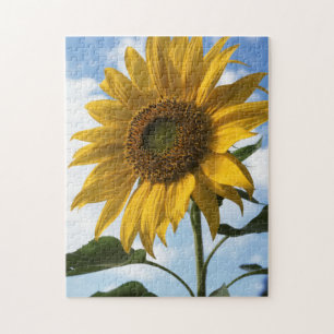 Puzzle Californie, A Mammoth Sunflower (Helianthus) 4