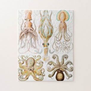Puzzle Calmar de poulpe, Gamochonia par Ernst Haeckel