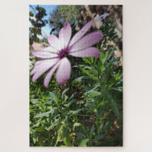 Calme du matin : Fleur rose pâle aux pétales doux
