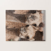 Puzzle Camels au marché Camel à Al Ain près de Dubaï (Horizontal)