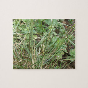 Puzzle Camouflage de sauterelles