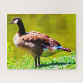 Puzzle Canada Goose (Horizontal)