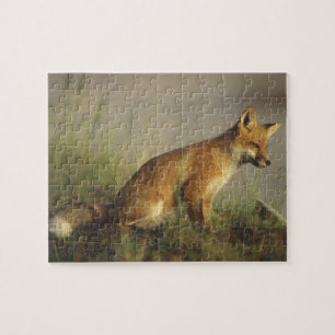 Puzzle Canada, Québec. Jeune renard roux au lever du sole