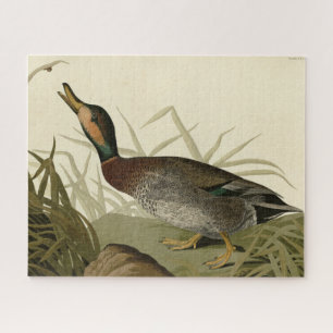 Puzzle Canard (Brewer's) dépecé, Audubon Birds Amérique