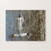 Puzzle Canard colvert B5 Pintail (Horizontal)