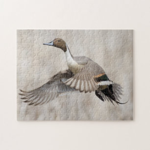 Puzzle Canard colvert mâle prenant son envol