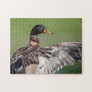 Puzzle Canard dans la vallée de l'Hudson