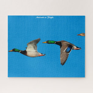 Puzzle Canard de Mallard en vol
