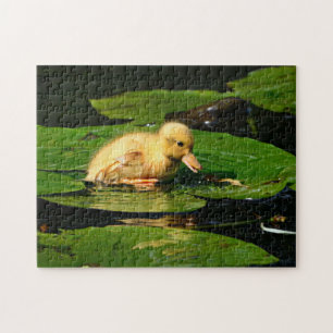 Puzzle Canard jaune flottant sur les coussinets Lily