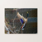 Puzzle Canard masculin de Mallard en vol (Horizontal)