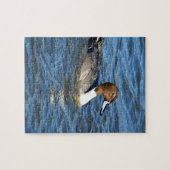 Puzzle Canard pilet du Nord (Horizontal)