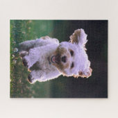 Puzzle Caniche blanc courant Chien mignon (Horizontal)