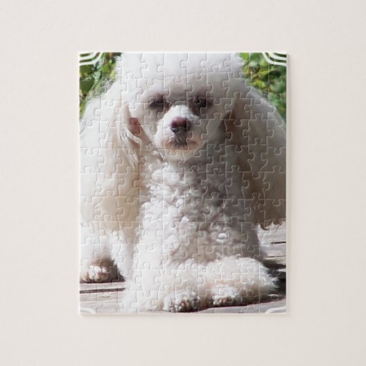 Puzzle Caniche de jouet (Vertical)