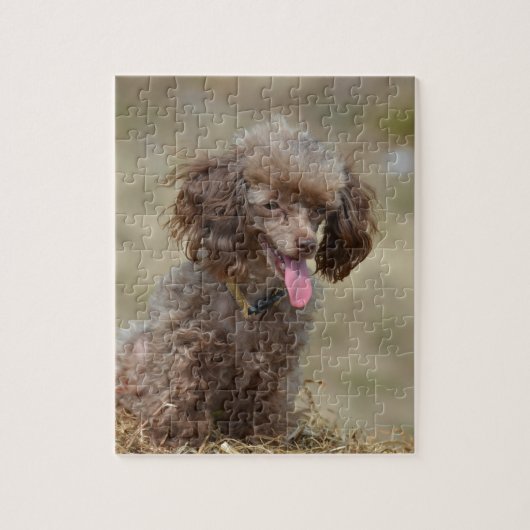 Puzzle Caniche de jouet Brown (Vertical)