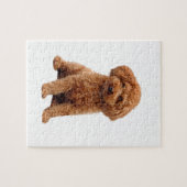 Puzzle Caniche - Jouet (Abricot) (Horizontal)