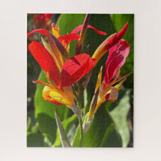 Puzzle Canna rouge, Oakland