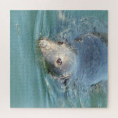 Puzzle Cape Cod Seal au quai (Horizontal)