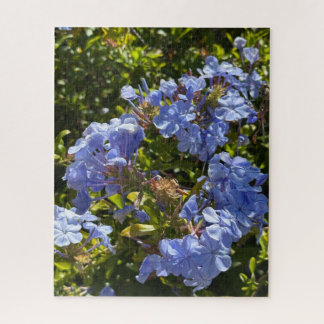 Puzzle Cape de pervenche Plumbago, Oakland