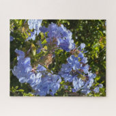 Puzzle Cape de pervenche Plumbago, Oakland (Horizontal)