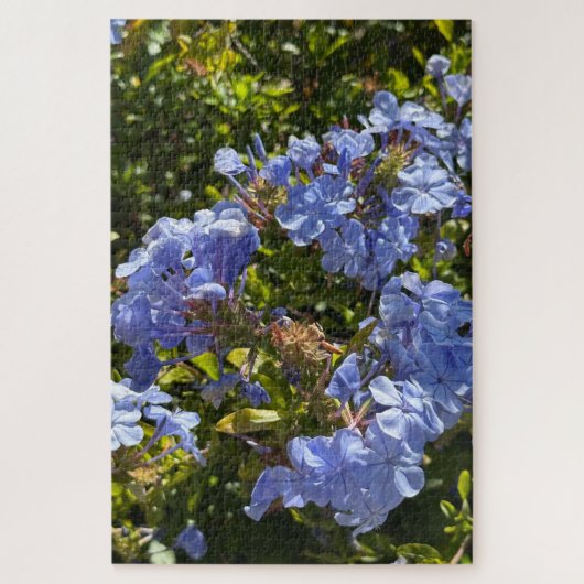 Puzzle Cape de pervenche Plumbago, Oakland (Vertical)