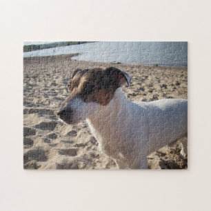 Puzzle Capo von Oppenheim, Jack Russell Terrier Chien