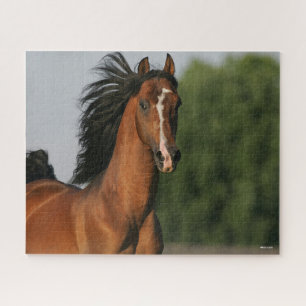 Puzzle Capsule de la baie Morgan Horse Flower Mane