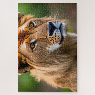 Puzzle Capture d'écran du lion