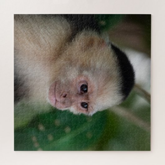 Puzzle Capuchin monkey (Horizontal)