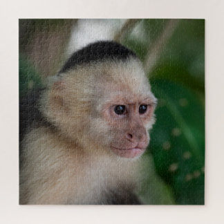 Puzzle Capuchin monkey