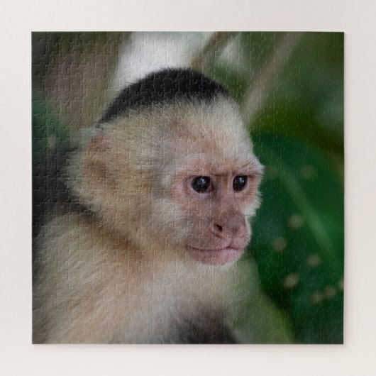 Puzzle Capuchin monkey (Vertical)
