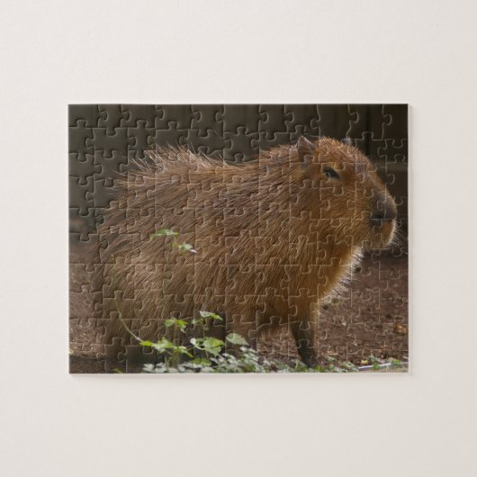 Puzzle Capybara (Horizontal)