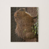 Puzzle Capybara (Vertical)