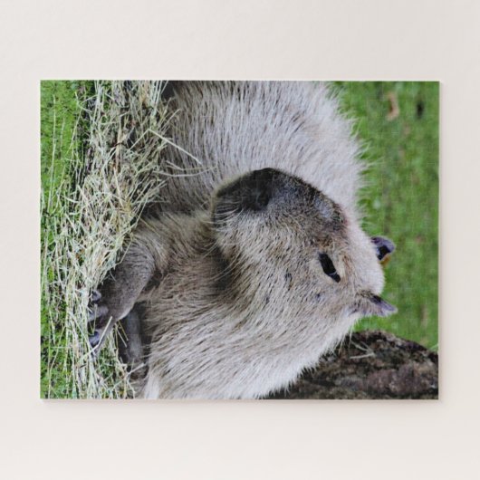 Puzzle capybara 07 (Horizontal)