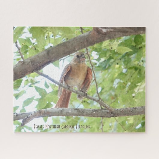 Puzzle Cardinal féminin Jeunes, amoureux des oiseaux (Horizontal)