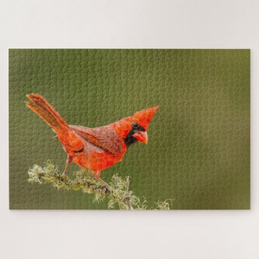 Puzzle Cardinal mâle sur une branche (Horizontal)