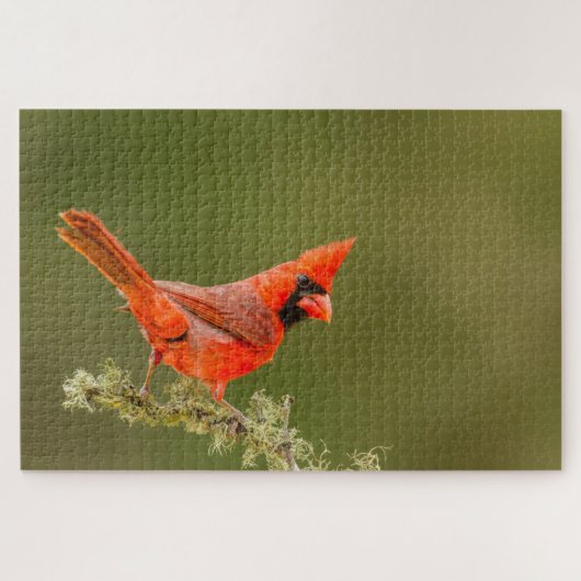 Puzzle Cardinal mâle sur une branche (Horizontal)
