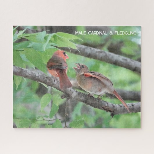 Puzzle Cardinal masculin et jeune, amoureux des oiseaux (Horizontal)